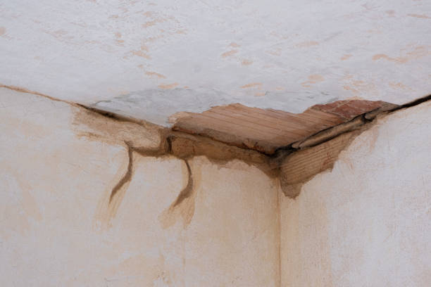 Best Water damage contractors near me  in Creola, AL